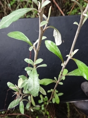 Corokia buddleioides