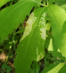 Leucospilapteryx venustella