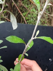 Corokia buddleioides