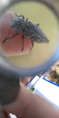 Chrysochroinae