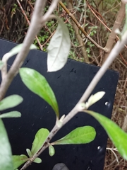 Corokia buddleioides