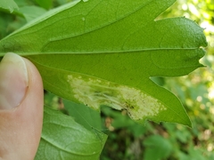 Leucospilapteryx venustella