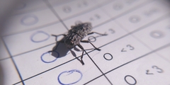 Chrysochroinae