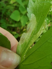 Leucospilapteryx venustella