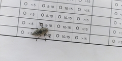 Chrysochroinae