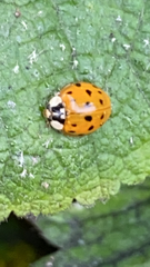 Harmonia axyridis