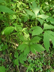 Leucospilapteryx venustella