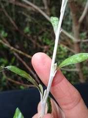 Corokia buddleioides