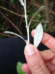 Corokia buddleioides