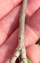 Borrichia frutescens image