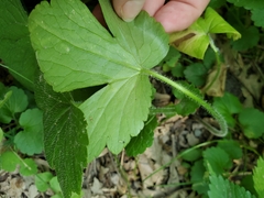 Phytomyza loewii group