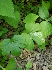 Phytomyza loewii group