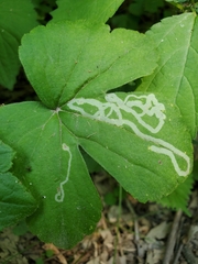 Phytomyza loewii group