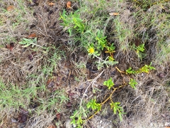 Borrichia frutescens image