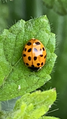 Harmonia axyridis