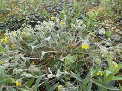 Potentilla × villosula