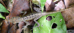 Anolis sabanus