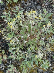 Potentilla × villosula
