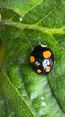 Harmonia axyridis