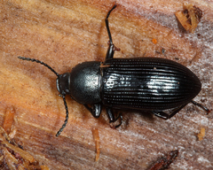Centronopus calcaratus