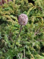 Anemonoides baldensis