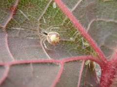 Theridion varians
