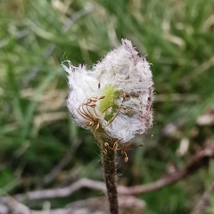 Anemonoides baldensis