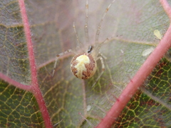 Theridion varians