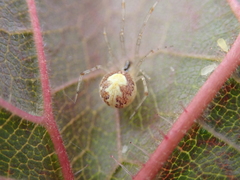 Theridion varians