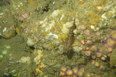 Karalepis stewarti