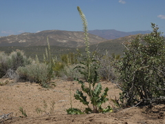 Thelypodium milleflorum
