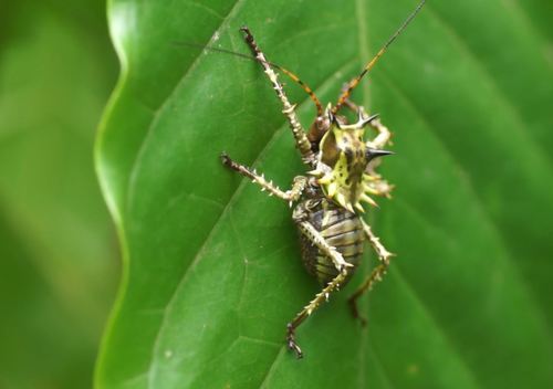 Cosmoderus erinaceus