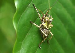 Cosmoderus
