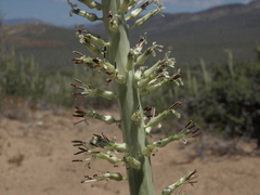 Thelypodium milleflorum