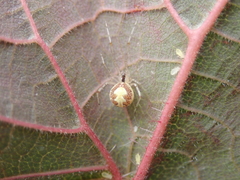Theridion varians
