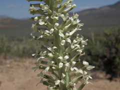 Thelypodium milleflorum