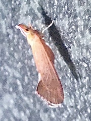 Apache degeeri