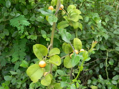 Olax scandens