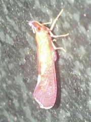 Apache degeeri