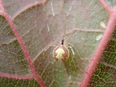Theridion varians