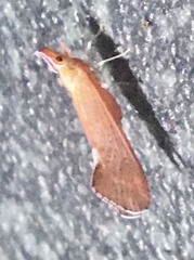 Apache degeeri