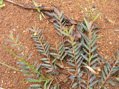 Phyllanthus virgatus