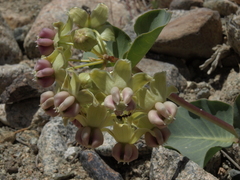Asclepias cryptoceras davisii