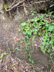 Asyneuma campanuloides