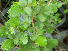 Rhus mysorensis