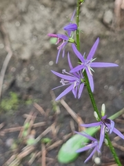 Asyneuma campanuloides