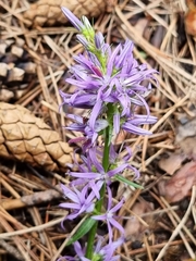 Asyneuma campanuloides