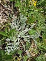 Jacobaea incana
