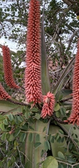 Aloe candelabrum