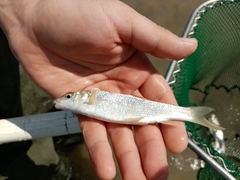 Luciobarbus albanicus